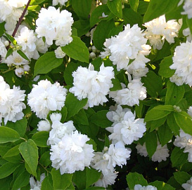 Чубушник 'Жемчуг'