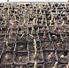 Фотоальбом Апрель в садовом центре (2012 г) Крокусы - высаженные луковицы