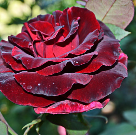 Роза 'Черная магия' (чайно-гибридная)(темно-бордовая)