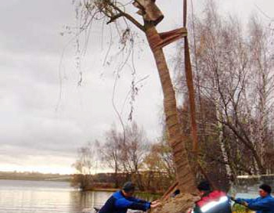 Фотоальбом Посадка крупномеров на берегу Клязьминского водохранилища с баржи. Ива желтокорая. Фотография 11