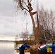 Фотоальбом Посадка крупномеров на берегу Клязьминского водохранилища с баржи. Ива желтокорая. Фотография 11