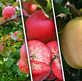 Яблоня домашняя 'Мельба/Пинк Перл/Ред Сан' (тройная прививка)