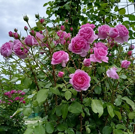 Роза 'Озеана' (плетистая) (розовая)