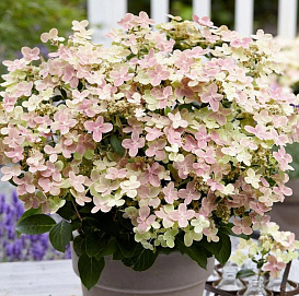 Гортензия метельчатая 'Полестар'