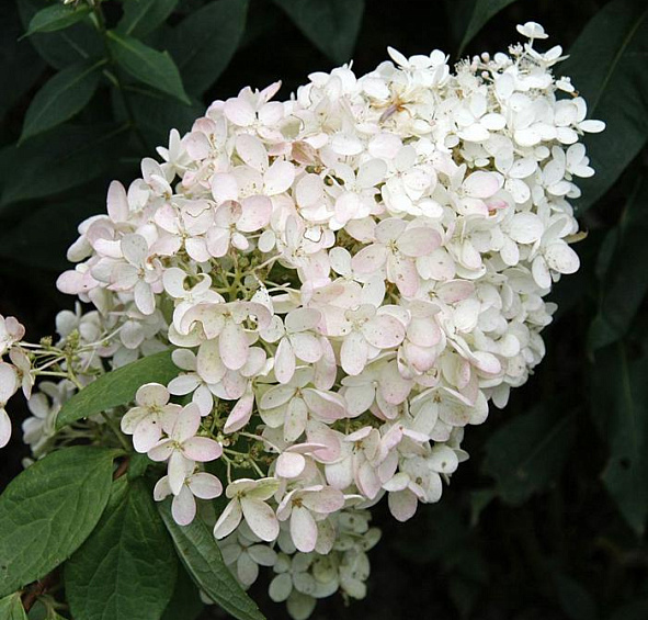 Гортензия метельчатая 'Бомбшел'