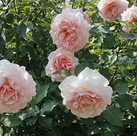 Роза 'Роберто Капуччи' (чайно-гибридная) (нежно-розовый)