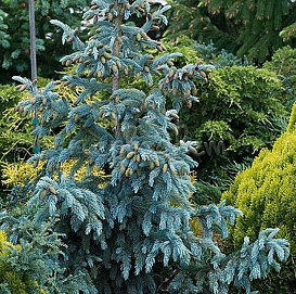 Ель Энгельмана 'Глаука'