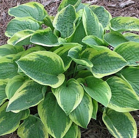 Хоста гибридная (вздутая, волнистая) 'Мама Мия'