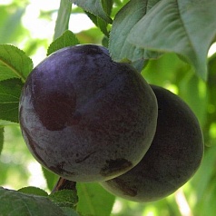 Слива 'Евразия 21'