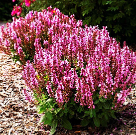 Сальвия дубравная 'Сенсейшн Роуз' (розовая)