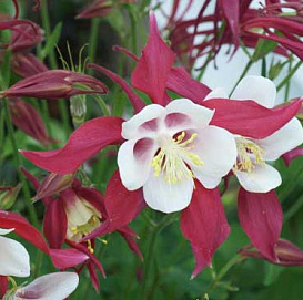 Аквилегия гибридная (водосбор) 'Кримсон Стар'