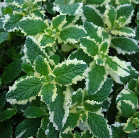 Мята ананасная 'Вариегата'