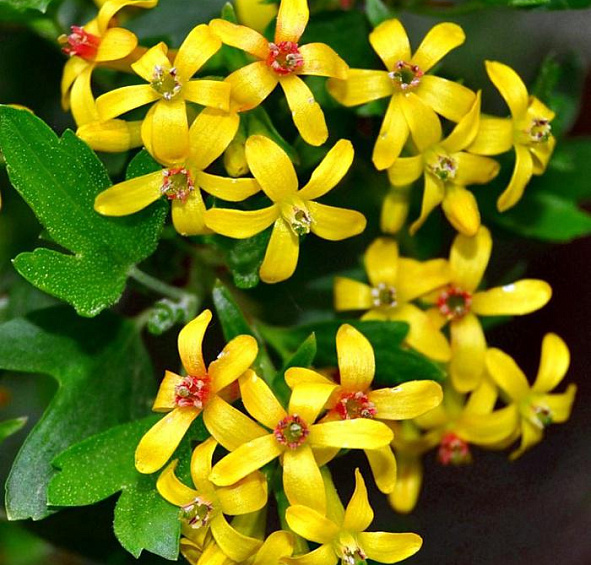 Йошта /гибрид смородины с крыжовником/