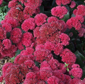 Седум гибридный (Очиток) 'Ред Каули'