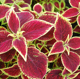 Колеус Блюма 'Визард Скарлет' (красный с желтыми краями)