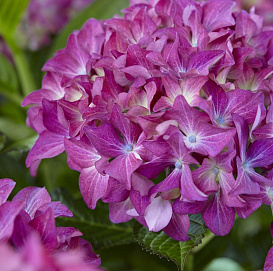 Гортензия крупнолистная 'Лавели'