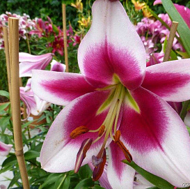 Лилия ОТ-гибрид 'Фризо'