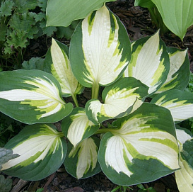 Хоста гибридная 'Колор Фестиваль' (белый и темно-зелёный)