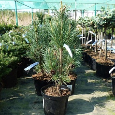 Сосна обыкновенная 'Фастигиата'