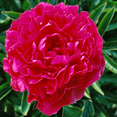 Пион молочноцветковый 'Банкер Хилл' (розово - пурпурный)