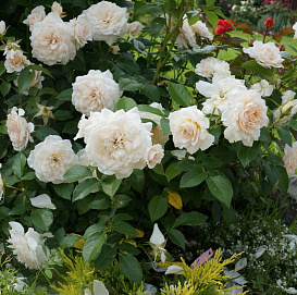 Роза 'Хелла' (плетистая)(кремово - персиковая)