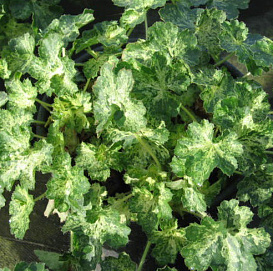 Гейхера гибридная 'Геркулес'