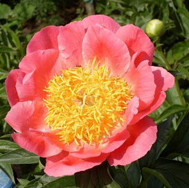 Пион молочноцветковый 'Корал н Голд'