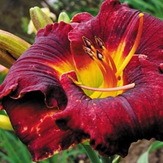 Лилейник гибридный 'Рейн Данс'