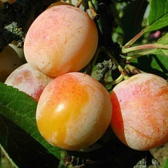 Слива 'Память Тимирязева'