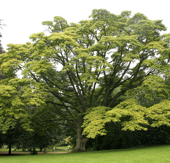 Бархат амурский