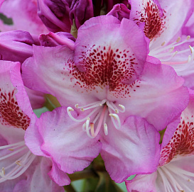 Рододендрон гибридный 'Казимир Одновичел' \Роял Виолет (розовый)