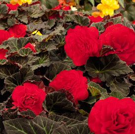 Бегония клубневая 'Нонстоп Мокка Черри' (темно - розовый)