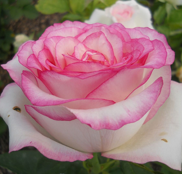 Роза 'Белла Вита' (чайно-гибридная) (белая с розовым)