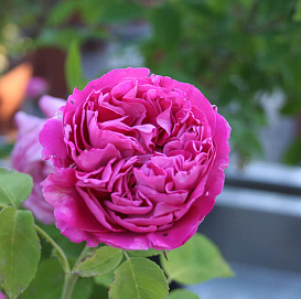 Роза 'Поль Нейрон' (парковая) (ярко-розовая) (гибрид, ремонтантный)