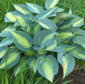 Хоста гибридная (вздутая, волнистая) 'Катерина'