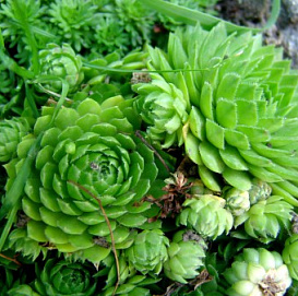 Молодило (микс)