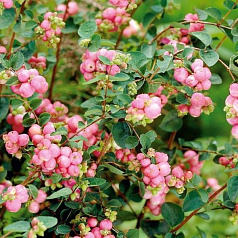 Снежноягодник Хенаульта 'Хенкок'