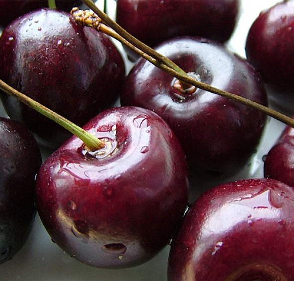 Черешня 'Радица'