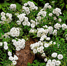 Роза 'Уайт Фейри' (миниатюрная, почвопокровная) (белая)