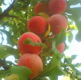 Слива 'Персиковая'