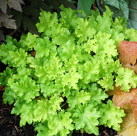 Гейхера 'Лайм Мармелад' 