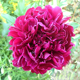 Пион молочноцветковый 'Матильда Льюис' (пурпурный)