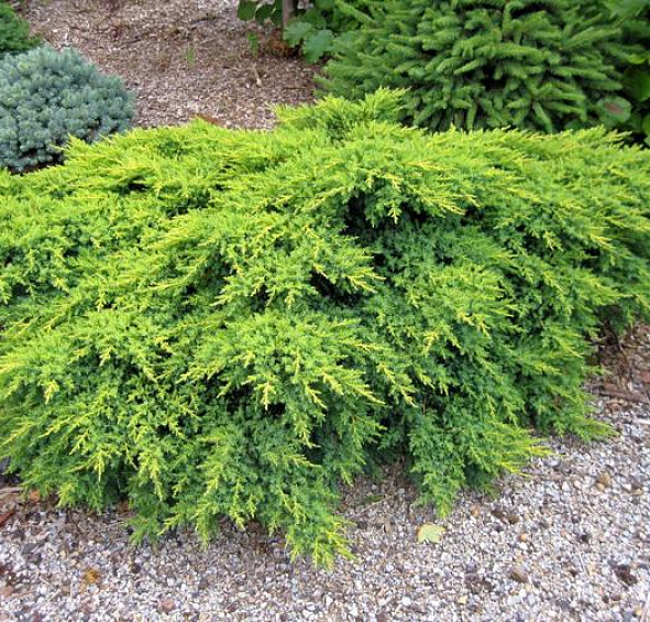 Можжевельник средний 'Пфитцериана'