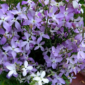 Семена Маттиола