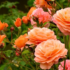 Роза 'Леди оф Шалотт' (парковая) (персиково-розовая)