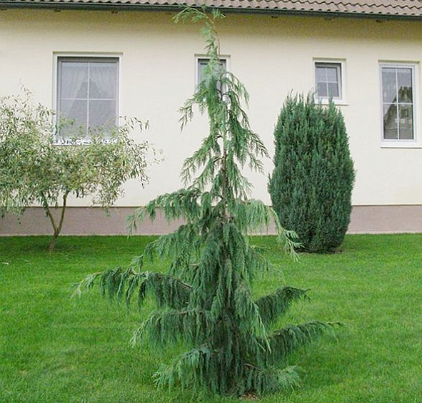 Кипарисовик нутканский 'Пендула'