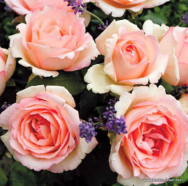 Роза 'Сувенир де Баден-Баден' (чайно-гибридная) (коралово - персиковая)