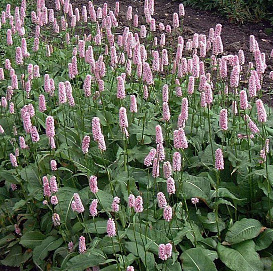 Горец змеиный 'Хоух Татра'