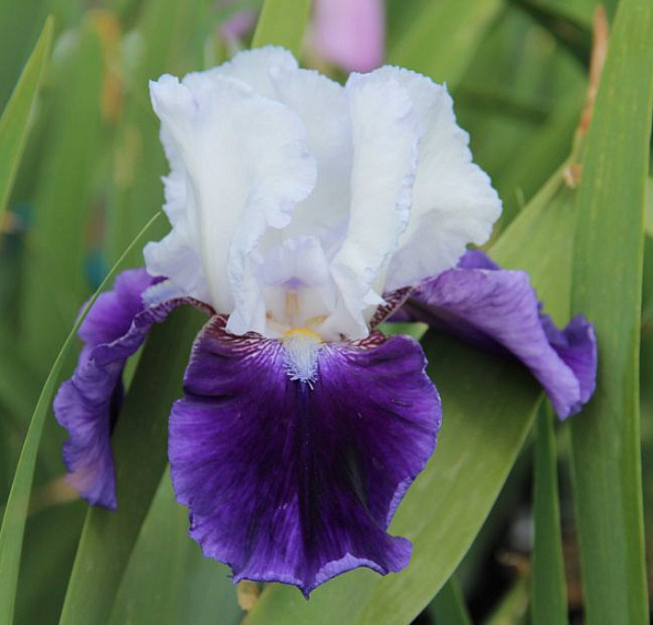 Ирис германский (бородатый) 'Сноумаунд' 
