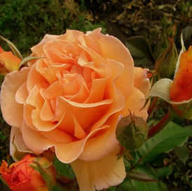 Роза 'Золотая осень' (парковая) (оранжевая)